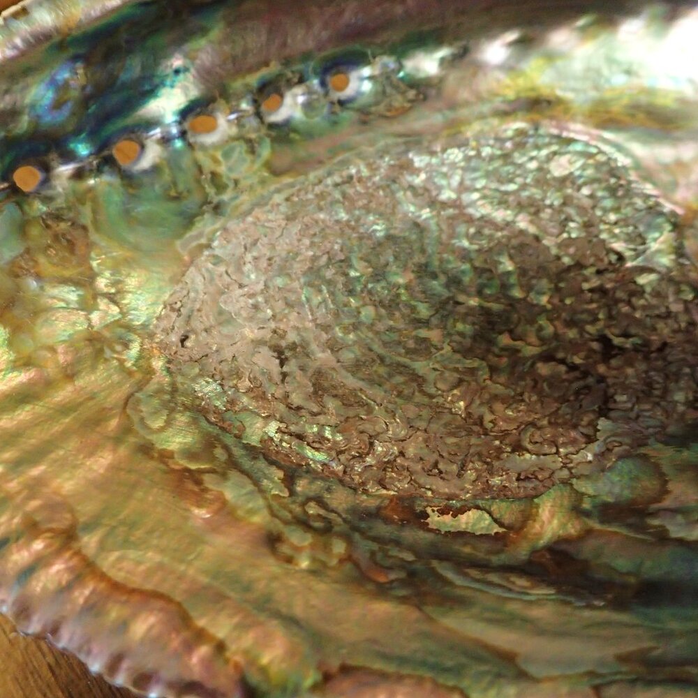Polished Abalone Shell - Picture 4 of 6